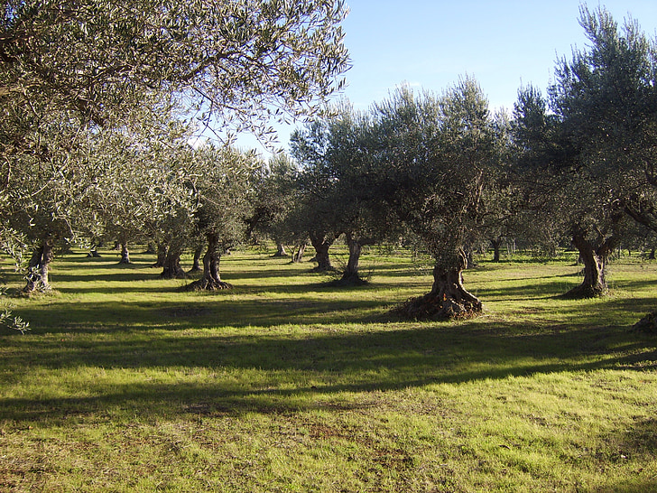 olivo, sol, campo, árbol, naturaleza, al aire libre, hierba