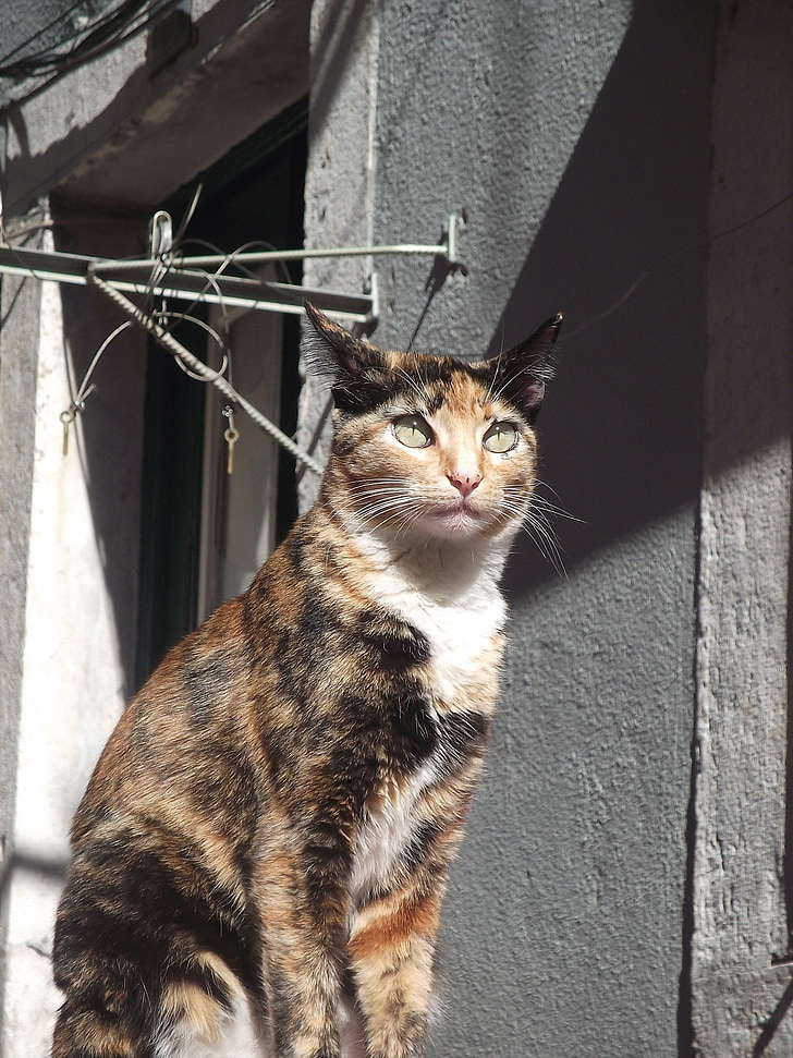 Lisboa, Bairro alto, katten, innenlands cat, kjæledyr, dyr, utendørs