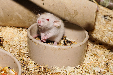 rat, baby rat, cute, eat, sweet, animal, animal world