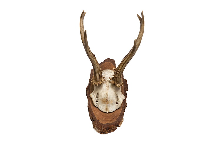 cartilage de wapiti pur, Corne, chasse, Trophée de chasse, Retro, Red deer, crâne