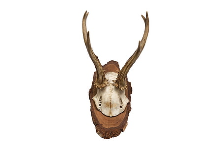 antler, horn, hunting, hunting trophy, retro, red deer, skull