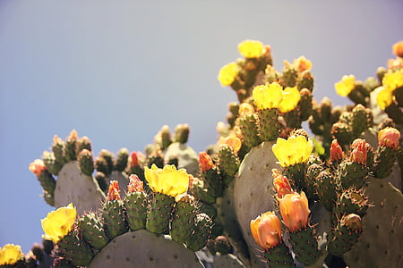 prickly pear, cactus, cactus greenhouse, fruit, sting, prickly, cactus fruit