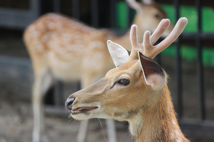 deer, animals, nature, animal, wildlife, mammal, animals In The Wild
