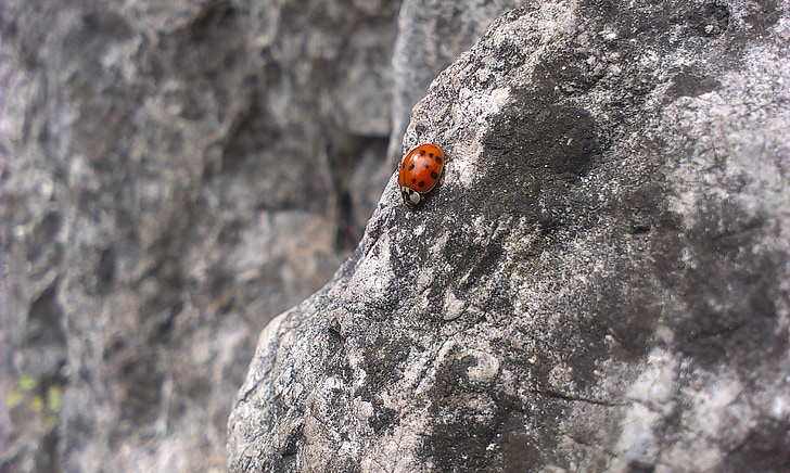 Ladybird, Rock, sten, insekt, bugg, naturen, nyckelpiga