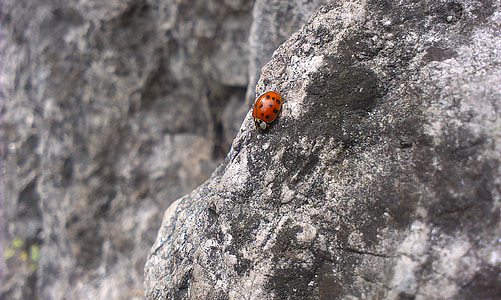 ladybird, rock, stone, insect, bug, nature, ladybug