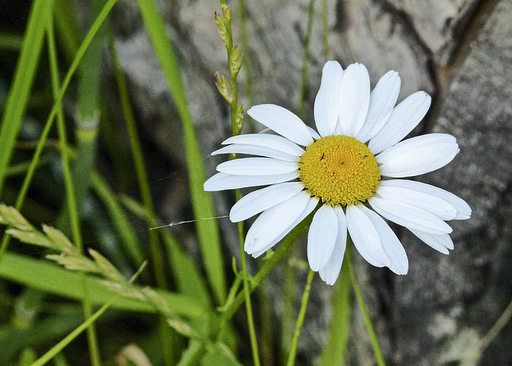 Daisy, bloem, Marguerite, Bloom, Flora, detail, natuur