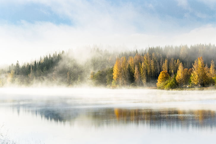 Les, mlha, jezero, ráno, Finština, Příroda, mlha