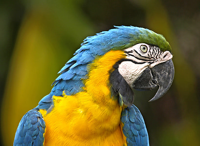 Lloro, ocell, groc, blau, vida silvestre, Brasil, Guacamai