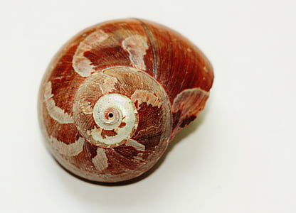 snail, shell, close, snail shell, nature, animals, animal