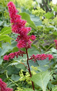 astilbe, bunga merah, prachtspiere, schattenpflanze