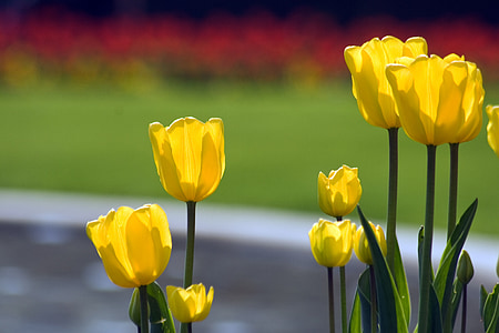 Tulpen, Blume-Rabatte, Frühling