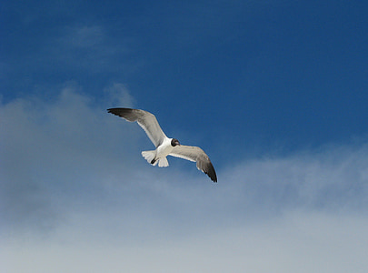seagull, bird, flying, sky, dom, nature, animal