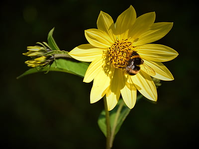 꿀벌, 꽃, 블 룸, 닫기, 꽃, 곤충, 노란색
