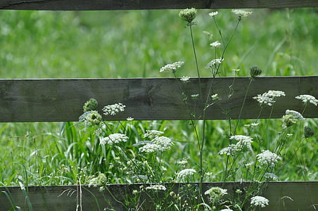 white flowers, wooden fence, queen ann lace, bloom, blossom, rustic
