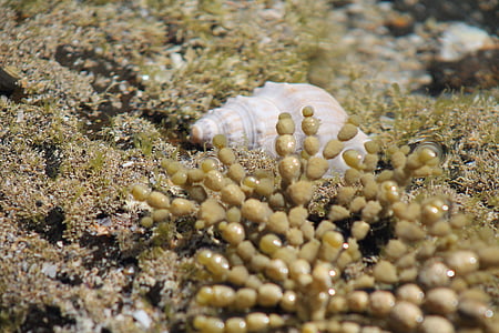 sea shell, sea, ocean, shell