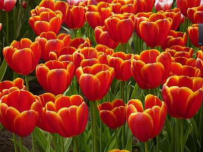 tulip, keukenhof, spring, blossom, bloom, plant, tulip bed