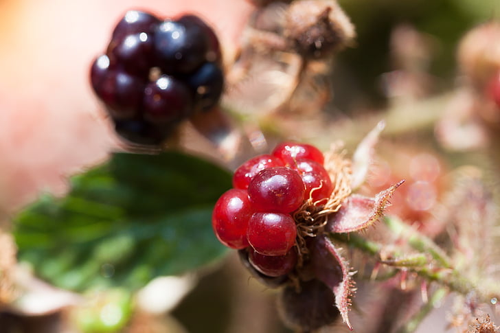 murakad, Rubus jagu rubus, wildwachsend, perekond, puuviljad, küps, ebaküps