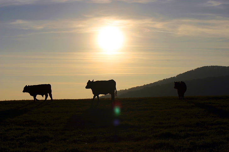 zonsondergang, de koeien, grasland, contrast, Slowakije, dorp