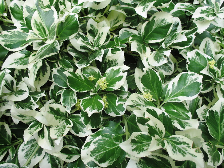 bush, ornamental plant, garden, leaves, white, green, leaf
