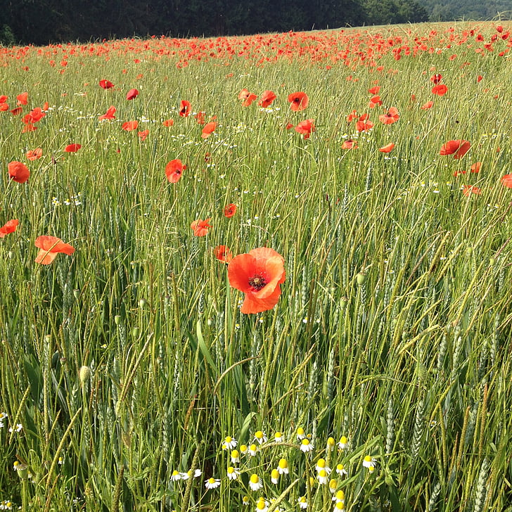 poppies, meadow, klatschmohnfeld