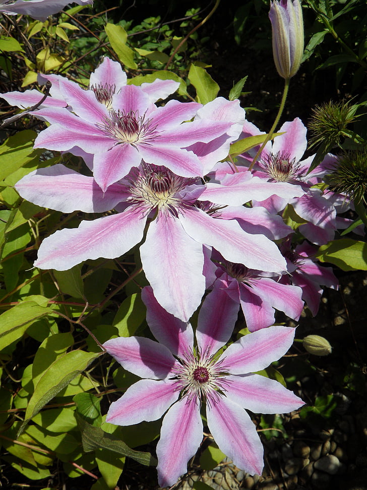 Clematis, Blossom, Bloom, lilla, plante, blomst