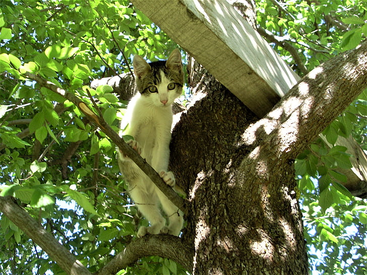 kucing, anak kucing, pohon, Manis, alam, berbulu, abu-abu dan putih
