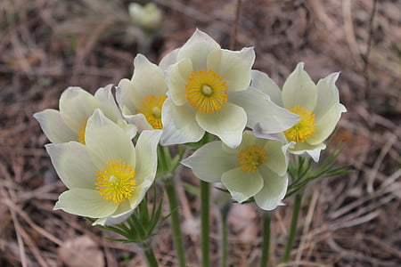 phlomis, snowdrops, Hoa, primroses, Hoa, Thiên nhiên, cánh hoa