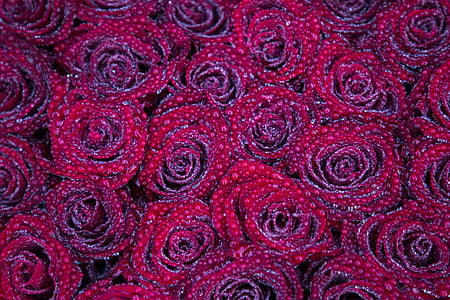 Roses, vermell, flors, flor, RAM, RAM de flors