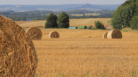 úroda, zrno, poľnohospodárstvo, pšenica, deň vďakyvzdania, jeseň, kukurica