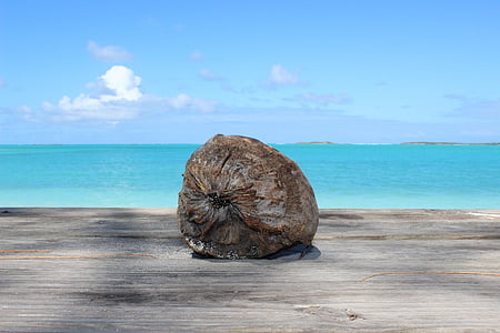 noix de coco, plage, Caraïbes, mer