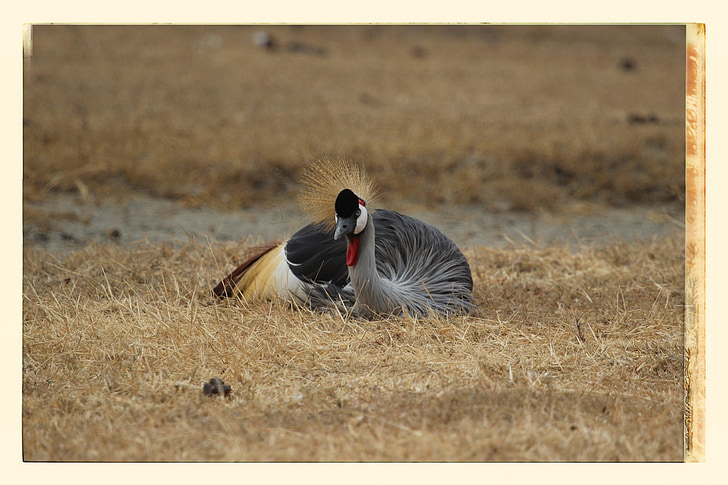 abu-abu dimahkotai crane, Crane, burung, Serengeti National Park, Tanzania, Afrika, hewan