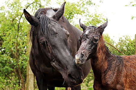 horse, foal, suckling, mare, mare with foal, thoroughbred arabian, birth