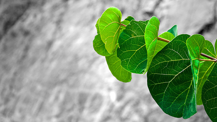 leaves, green, branch, leaf, nature, tree, plant