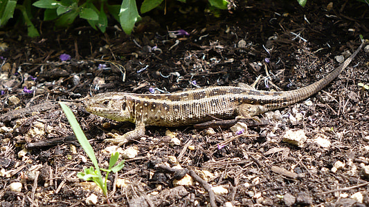 sand lizard, lizard, cold blooded animals, reptile, nature, female, camouflage