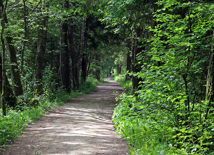 leśna ścieżka, Lane, lasu, drzewa, od, zielony