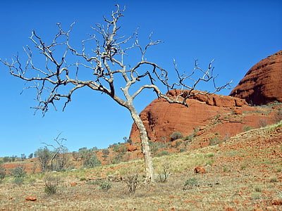 outback, australia, landscape, tree, drought, arid, steppe