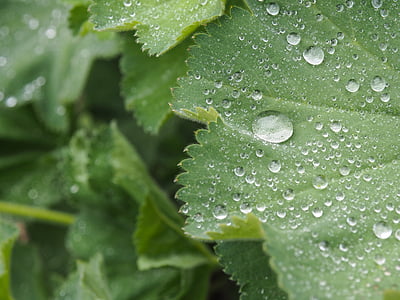 drop, rain, macro, wet, water, fresh, plant