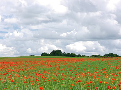 awan, Poppy, padang rumput, Poppy meadow, alam, bidang, bunga