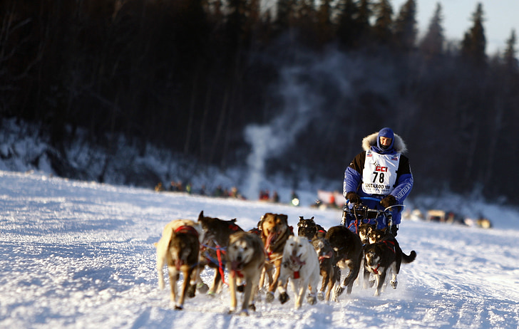 hunde, slæde, Team, hundeslæde, teamwork, vinter, sne