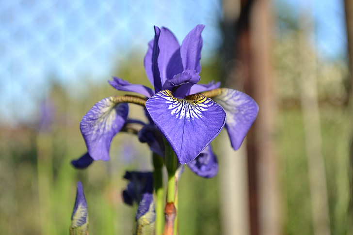 Iris, blomst, anlegget, Nærbilde, natur