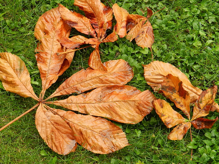 hojas secas, otoño, caída, planta, natural, Botánico, orgánica