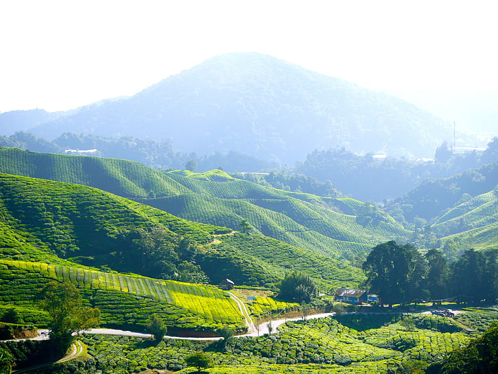 čajové plantáže, čaje farmu, čaj, Cameron highlands, Malajsie, zelená, Příroda