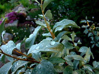 plant, leaf, water drops, silver bush