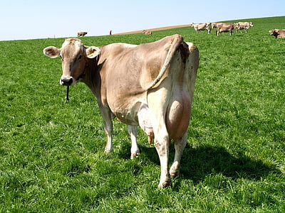 kráva, pastviny, Švýcarsko