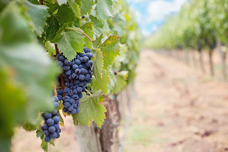 vynuogės, vyninės vynuogės, raudonos vynuogės, Napos, vynas, vaisių, vynuogių