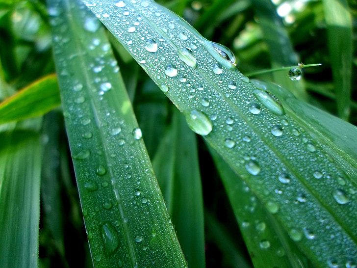 Blätter, Wasser, Tropfen, regnerisch, Tau, nass, Grün