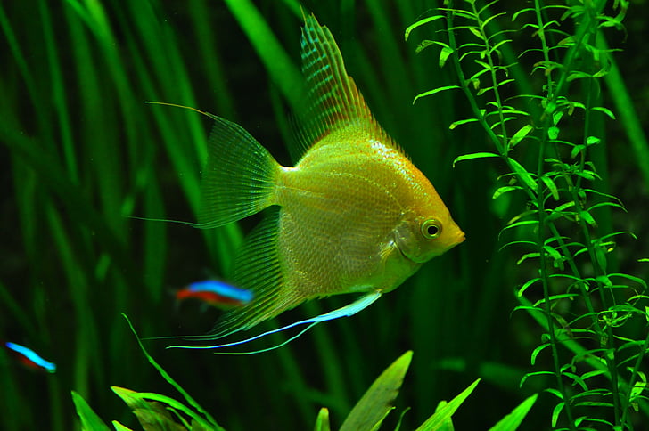 Free photo: goldfish, fish, aquarium, fish tank, water | Hippopx