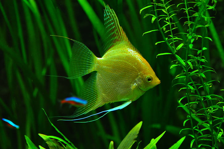 vis, Aquarium, tank, tropische vissen, onderwater, water, Fish Tank