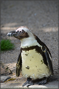 pingouin, pied noir, Artis, Holland, Amsterdam, Zoo, animal