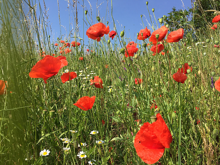 poppy, spring, field, right in the middle, red, nature, klatschmohn